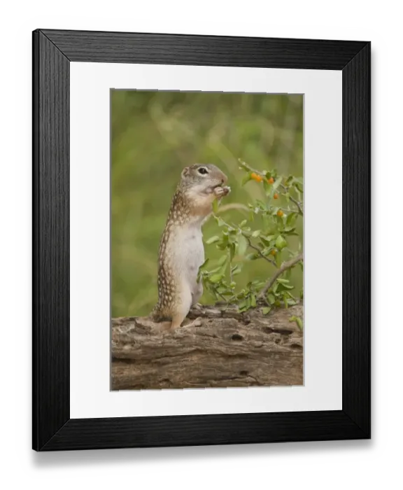 Framed Print : USA, North America, Texas
