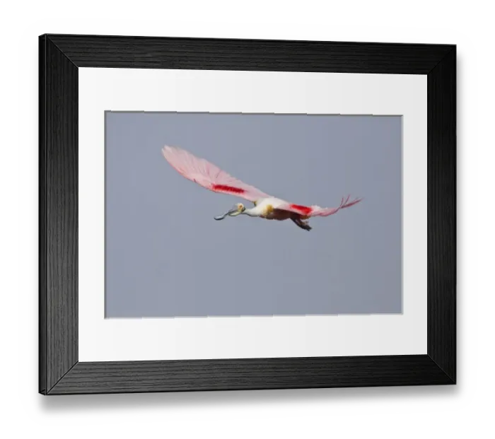 Framed Print : Roseate Spoonbill (Ajaia ajaja) in flight over the Laguna Madre near the National Framed Print : Roseate Spoonbill (Ajaia ajaja) in flight over the Laguna Madre near the National