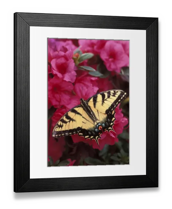 Framed Print : USA, Pennsylvania. Swallowtail butterfly on azalea Framed Print : USA, Pennsylvania. Swallowtail butterfly on azalea