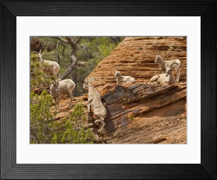 Framed Print : A band of desert bighorn sheep on cliffs during spring snow squall in Zion National