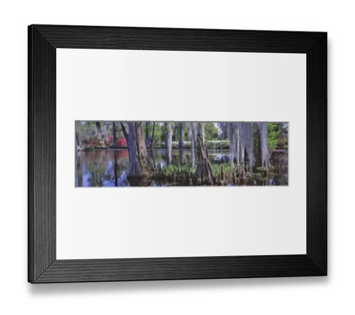 Framed Print : USA, South Carolina, Magnolia Plantation. Baldcypress and azalea are the main foliage Framed Print : USA, South Carolina, Magnolia Plantation. Baldcypress and azalea are the main foliage
