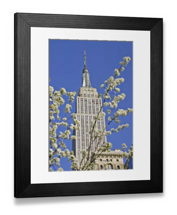 Framed Print : Empire State Building framed by flowering tree New York City
