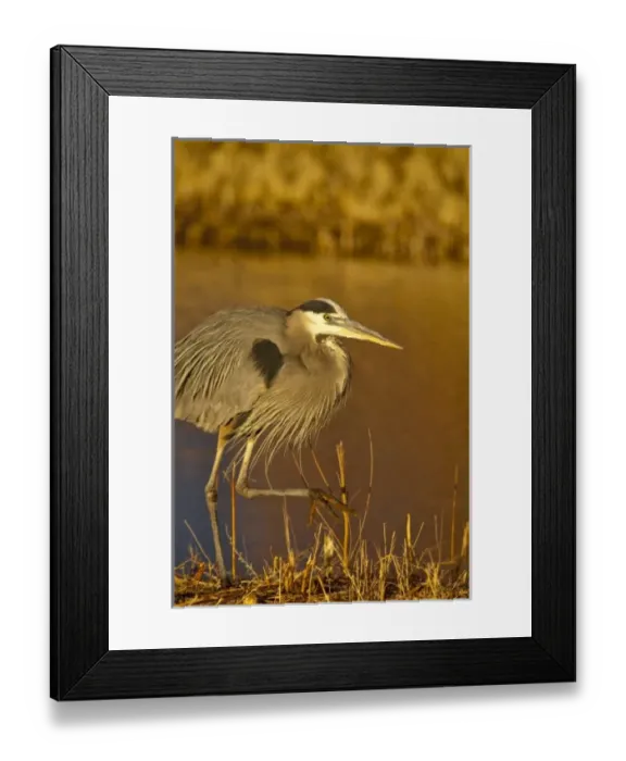 Framed Print : Great Blue Heron fishing along a canalway in Bosque del Apache NWR in New Mexico Framed Print : Great Blue Heron fishing along a canalway in Bosque del Apache NWR in New Mexico