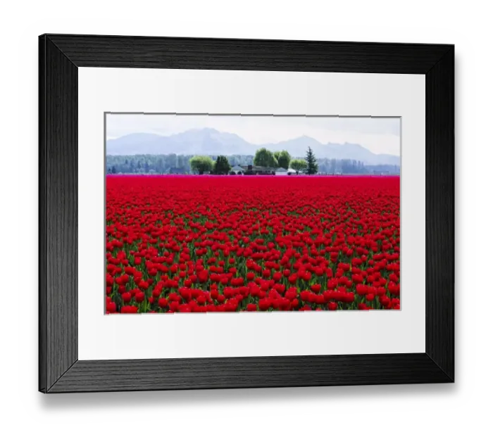 Framed Print : North America, USA, Washington, Skagit Valley. A filed of red tulips with the hills of Mt Framed Print : North America, USA, Washington, Skagit Valley. A filed of red tulips with the hills of Mt