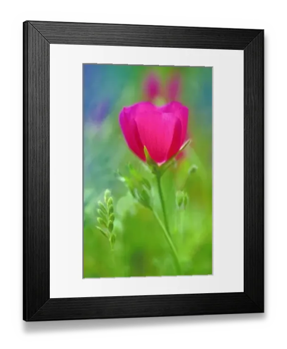 Framed Print : USA, Texas, Hill Country, San Antonio. Close-up of winecup flower and bud Framed Print : USA, Texas, Hill Country, San Antonio. Close-up of winecup flower and bud