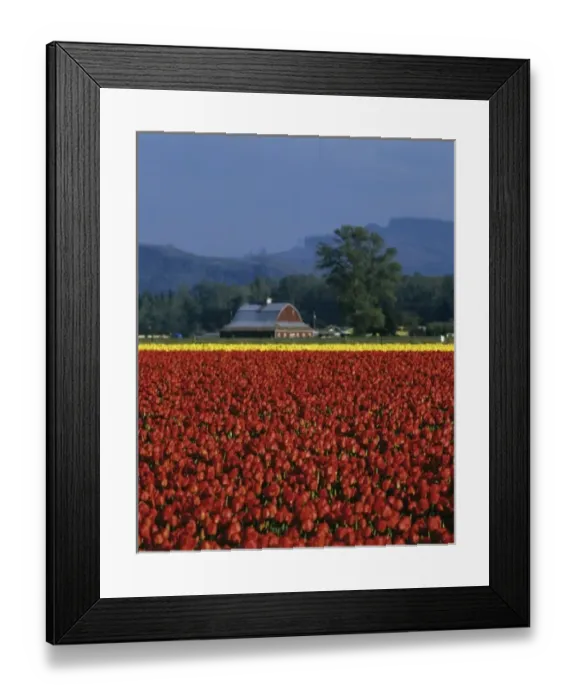Framed Print : USA, Washington State, Skagit Valley, tulip field Framed Print : USA, Washington State, Skagit Valley, tulip field