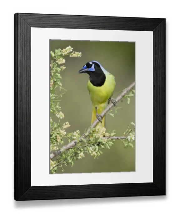Framed Print : North America, USA, Texas, Roma. Green Jay Framed Print : North America, USA, Texas, Roma. Green Jay