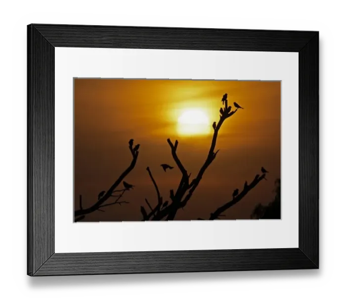 Framed Print : USA, Texas, McMullen County. Brown-headed cowbirds and setting sun Framed Print : USA, Texas, McMullen County. Brown-headed cowbirds and setting sun