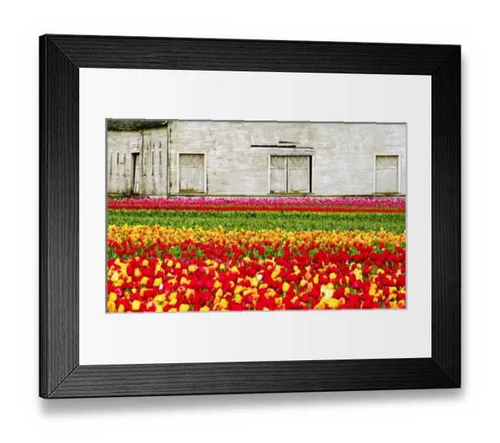 Framed Print : North America, USA, Washington, Skagit Valley. Tulip field and barn Framed Print : North America, USA, Washington, Skagit Valley. Tulip field and barn