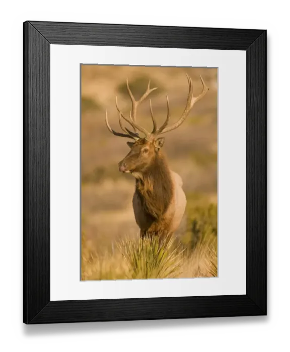 Framed Print : USA, North America, Texas Framed Print : USA, North America, Texas