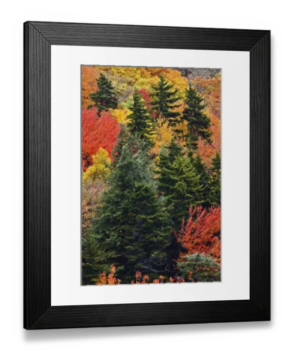 Framed Print : USA, North America, North Carolina Framed Print : USA, North America, North Carolina