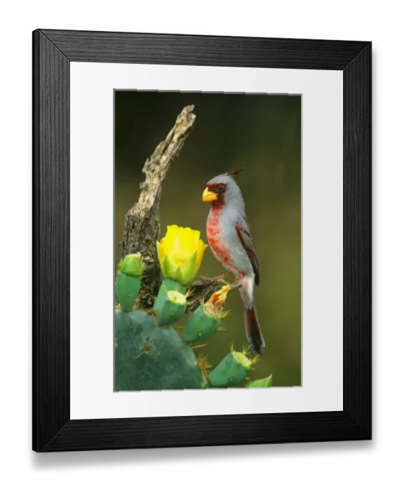 Framed Print : USA, North America, Texas Framed Print : USA, North America, Texas