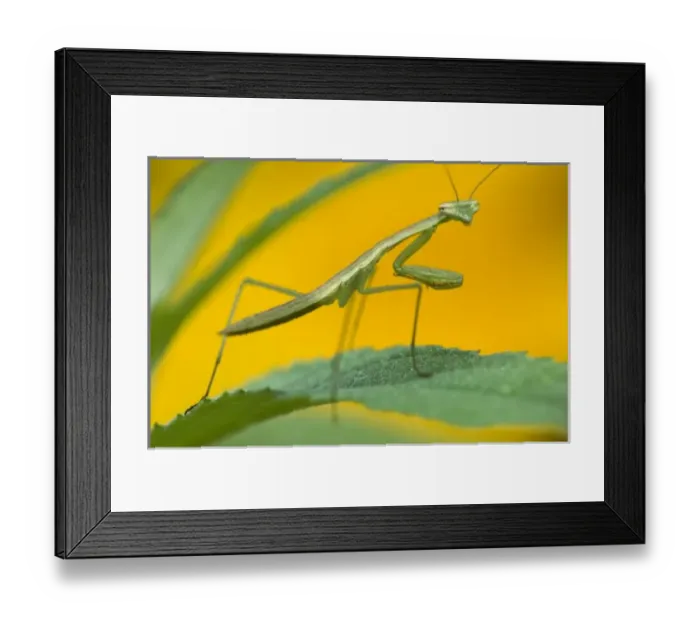 Framed Print : USA, North America, Pennsylvania Framed Print : USA, North America, Pennsylvania