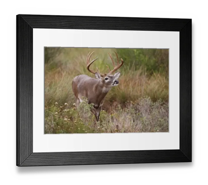 Framed Print : USA, North America, Texas Framed Print : USA, North America, Texas