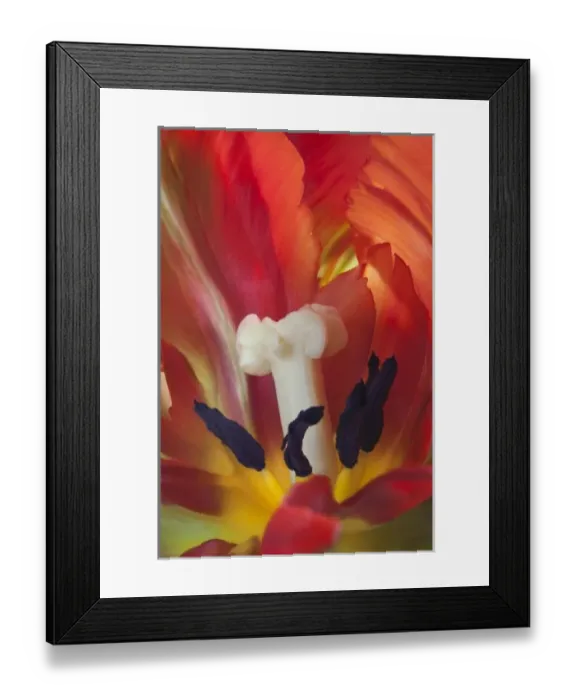 Framed Print : USA, Washington, Seabeck. Detail of parrot tulip