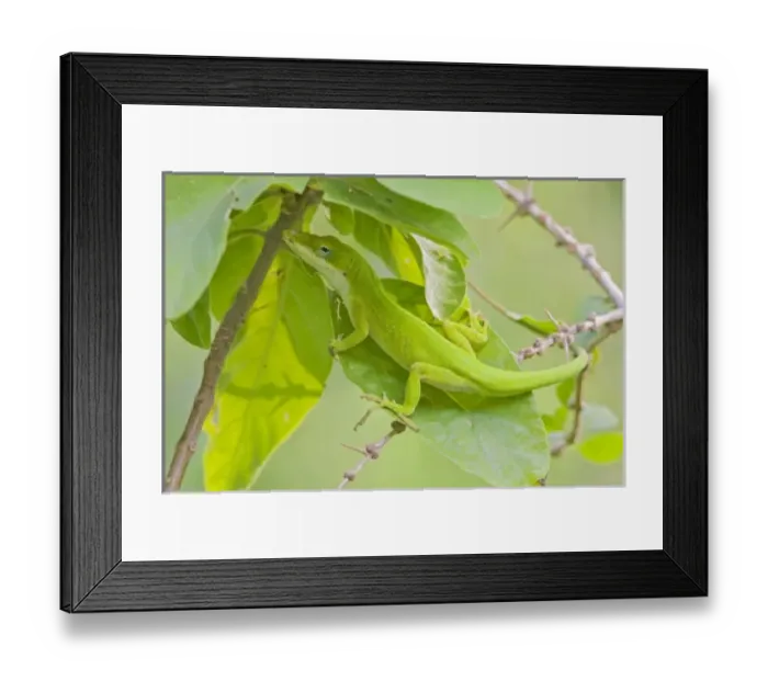 Framed Print : USA, North America, Texas