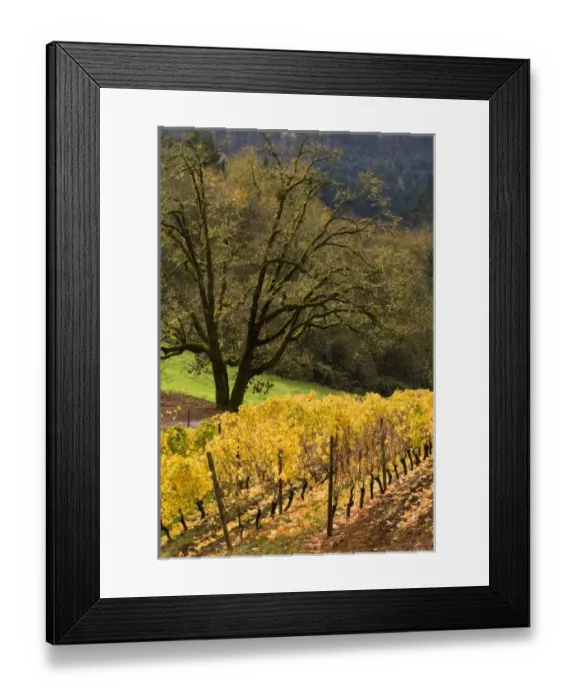 Framed Print : USA, North America, Oregon