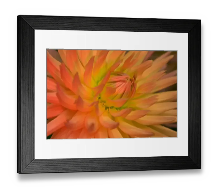 Framed Print : USA, Oregon, Swan Island, Dahlia Close-up