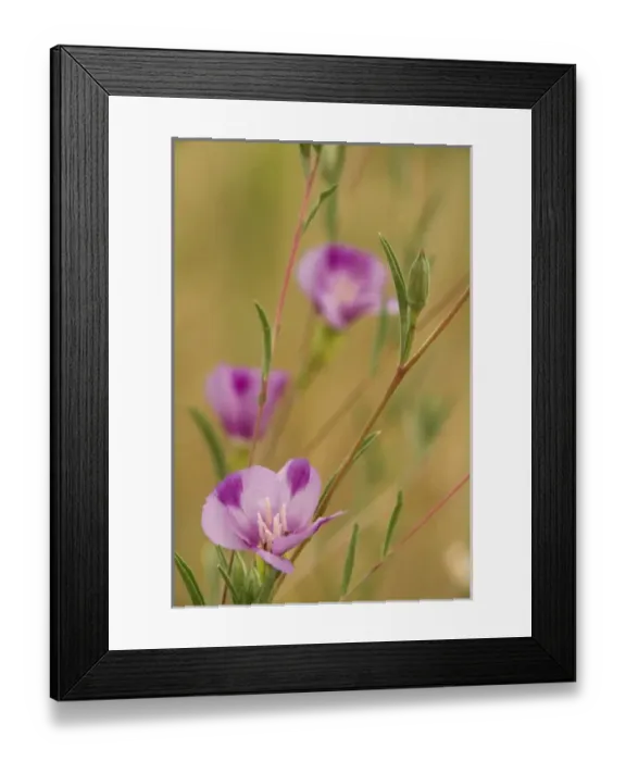 Framed Print : USA, North America, Oregon