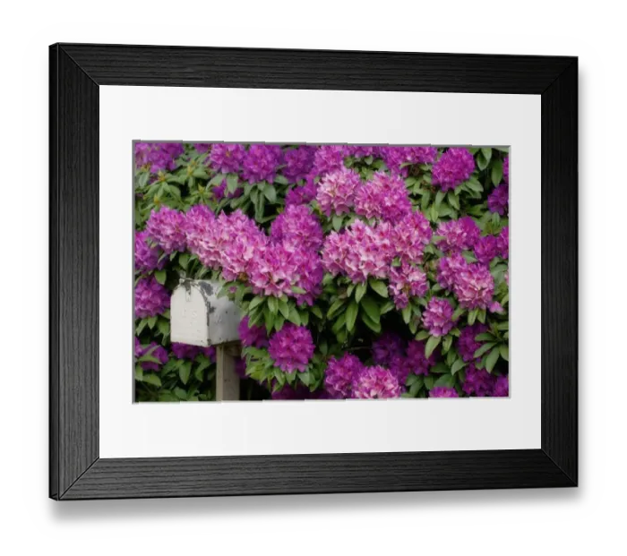 Framed Print : USA, Oregon, Salem. Rhododendrons surround mailbox at Schreiners Iris Garden
