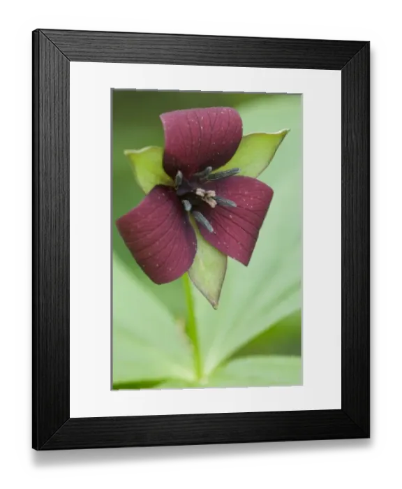 Framed Print : USA, North America, Tennessee