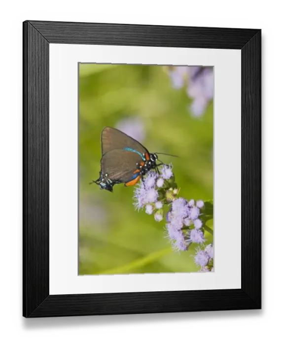 Framed Print : USA, North America, Texas Framed Print : USA, North America, Texas