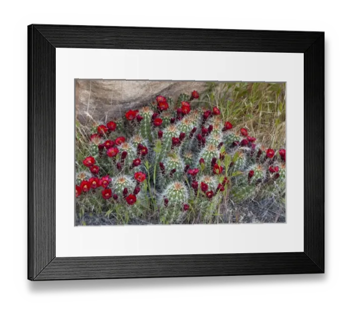 Framed Print : Claret Cup cactus blooms in desert setting near Zion National Park in Utah Framed Print : Claret Cup cactus blooms in desert setting near Zion National Park in Utah