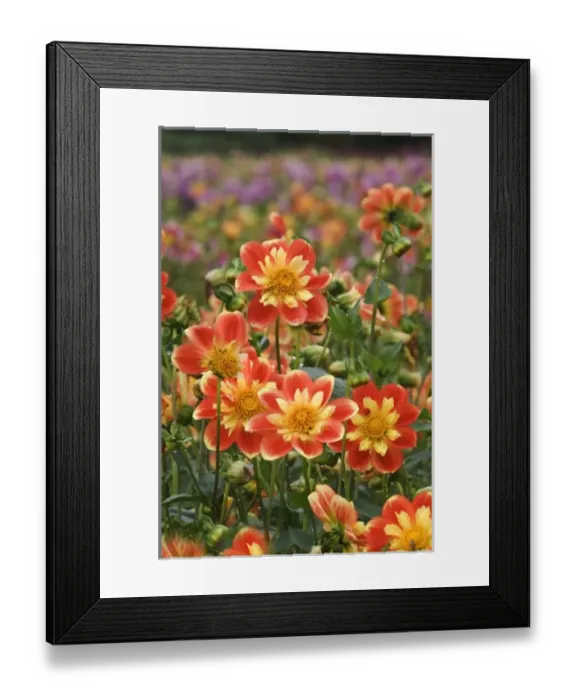 Framed Print : USA, Oregon. Field of dahlia flowers on Swan Island