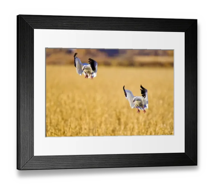 Framed Print : USA, North America, New Mexico