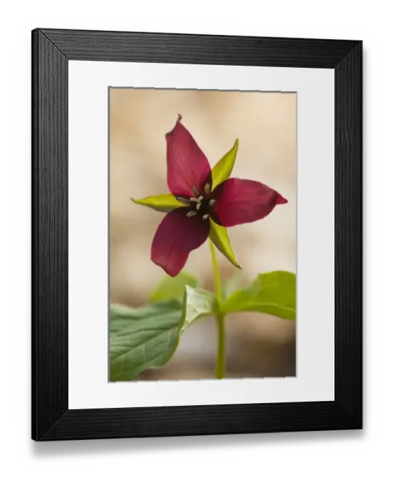 Framed Print : USA, North America, Vermont Framed Print : USA, North America, Vermont