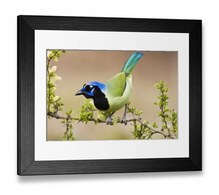 Framed Print : USA, North America, Texas Framed Print : USA, North America, Texas