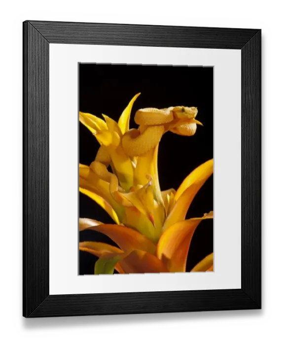 Framed Print : Central PA, USA, Eyelash Viper, Bothrechis schlegeli, Native to Southern Mexico South Framed Print : Central PA, USA, Eyelash Viper, Bothrechis schlegeli, Native to Southern Mexico South
