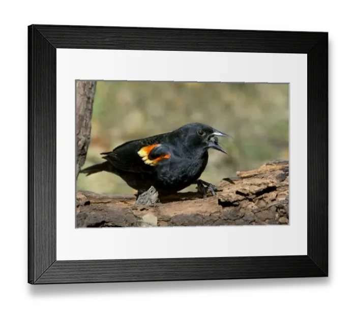 Framed Print : USA, North America, Texas Framed Print : USA, North America, Texas