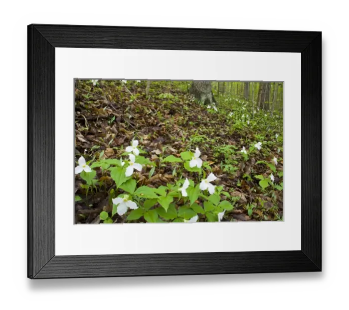 Framed Print : USA, North America, Ohio Framed Print : USA, North America, Ohio