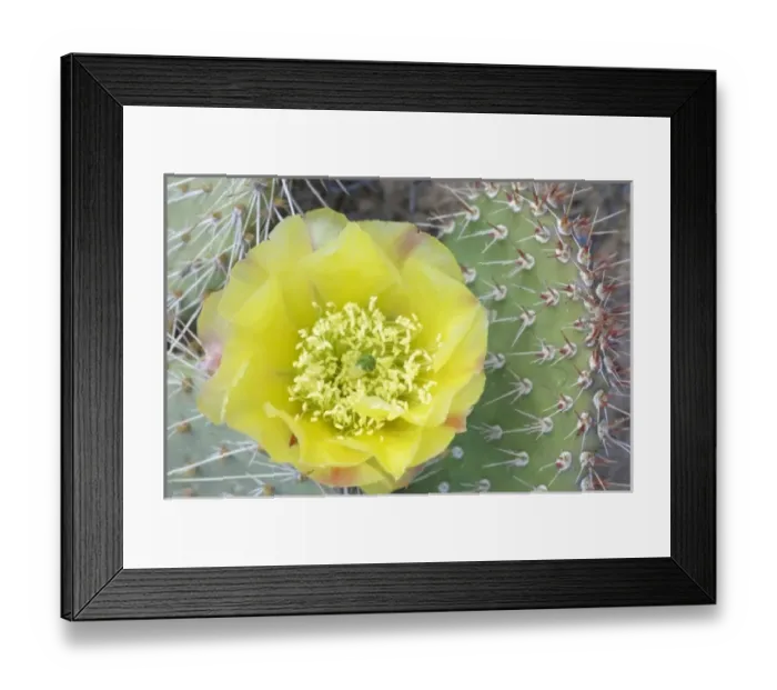 Framed Print : USA, Utah, Canyonlands, NP, Desert Prickly Pear Cactus (Opuntia phaeacantha)