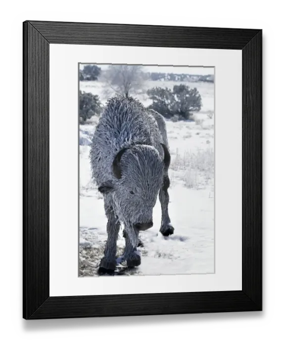 Framed Print : Santa Fe, New Mexico, USA. Frost on metal bison. PR Framed Print : Santa Fe, New Mexico, USA. Frost on metal bison. PR