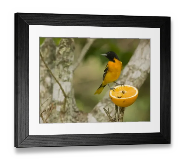 Framed Print : USA, North America, Texas Framed Print : USA, North America, Texas
