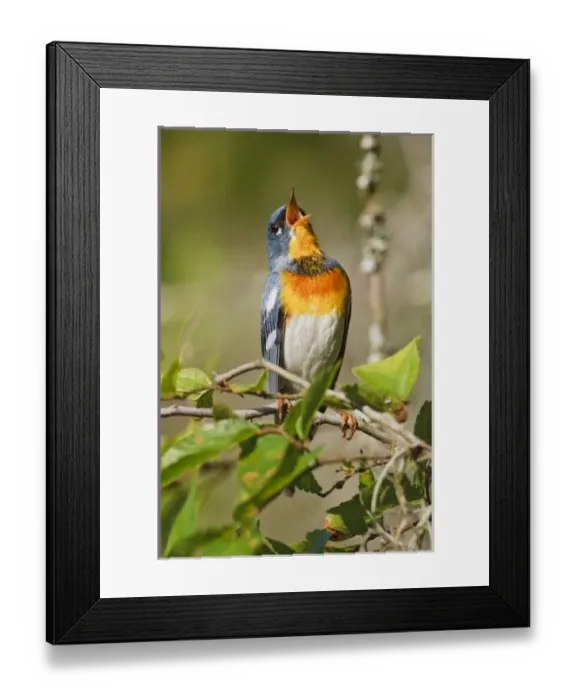 Framed Print : USA, North America, Texas Framed Print : USA, North America, Texas