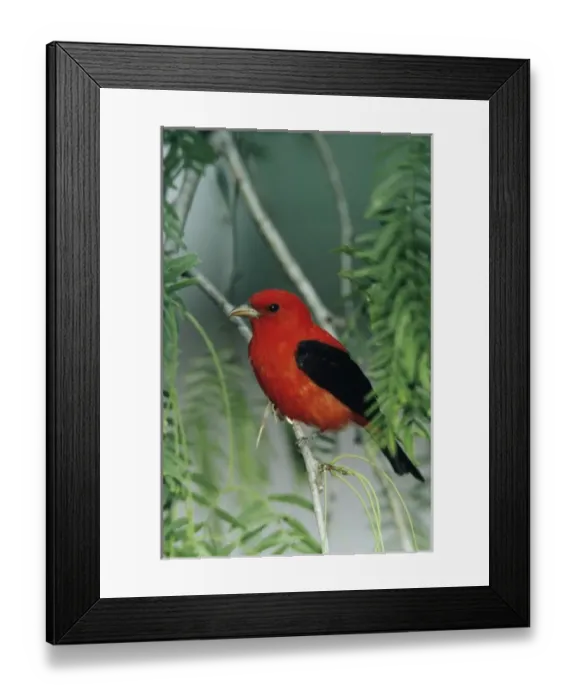 Framed Print : Scarlet Tanager, Piranga olivacea, male on Mesquite tree, South Padre Island, Texas, USA