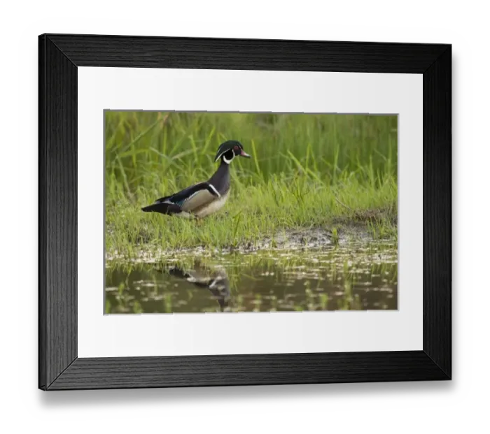 Framed Print : USA, North America, Oregon