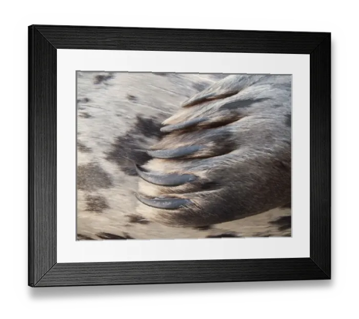 Framed Print : USA, Washington, Seabeck. Close-up of harbor seal flipper Framed Print : USA, Washington, Seabeck. Close-up of harbor seal flipper