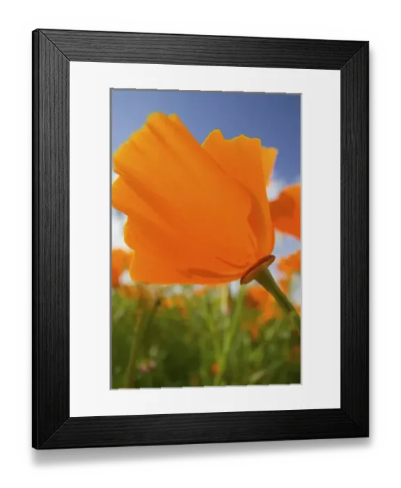Framed Print : USA, Oregon, Willamette Valley, Close UP of California Poppy With Blue Sky Framed Print : USA, Oregon, Willamette Valley, Close UP of California Poppy With Blue Sky