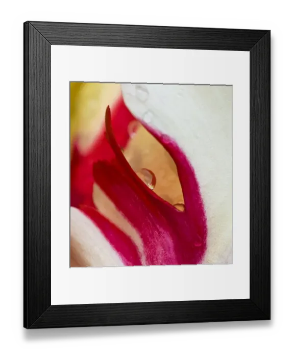 Framed Print : USA, Ohio. Close-up of tulip flower colors and rain drop Framed Print : USA, Ohio. Close-up of tulip flower colors and rain drop