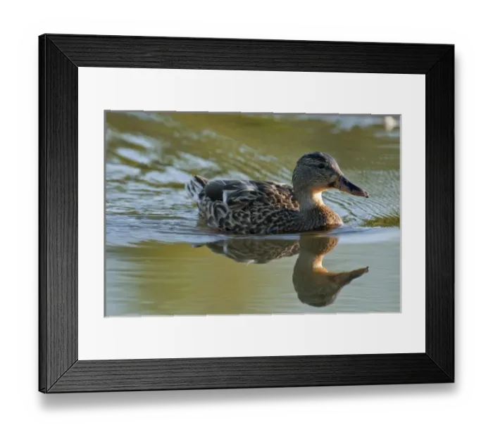 Framed Print : USA, North America, Oregon Framed Print : USA, North America, Oregon