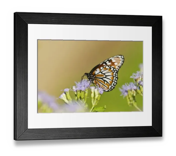 Framed Print : USA, North America, Texas