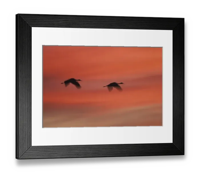 Framed Print : USA, New Mexico, Bosque del Apache Wildlife Refuge. Abstract of two sandhill cranes Framed Print : USA, New Mexico, Bosque del Apache Wildlife Refuge. Abstract of two sandhill cranes