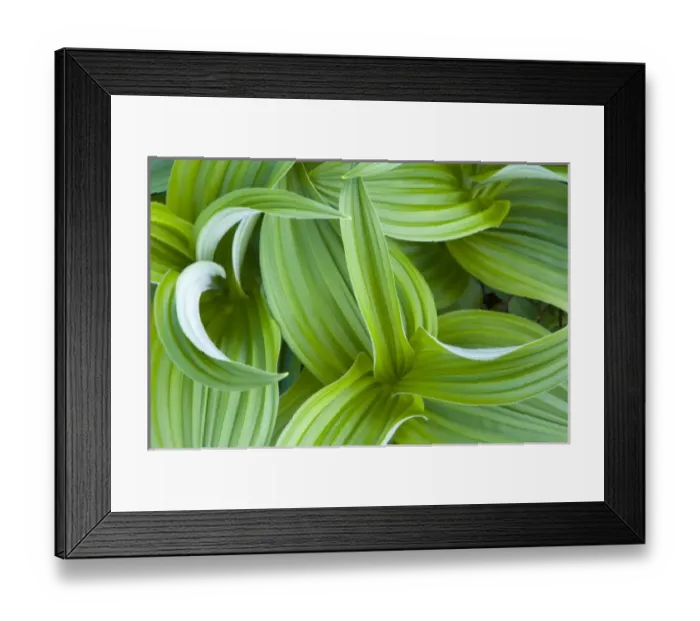 Framed Print : Corn Lilly aka False Hellebore in the Cascades of Washington Framed Print : Corn Lilly aka False Hellebore in the Cascades of Washington