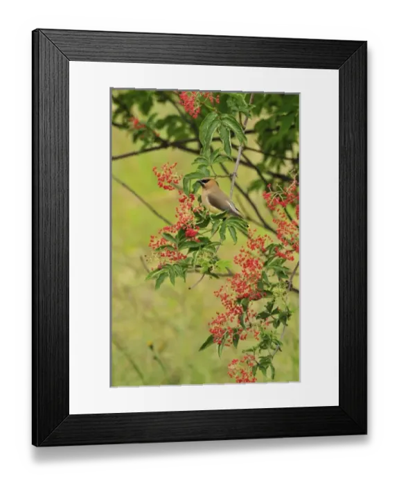 Framed Print : USA, North America, Oregon Framed Print : USA, North America, Oregon