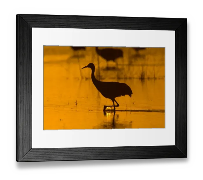 Framed Print : USA, New Mexico, Bosque del Apache National Wildlfe Refuge, Sandhill Crane