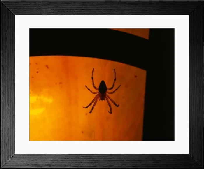 Framed Print : USA, Oregon, Silhouette of European garden spider waiting for prey near porch light Framed Print : USA, Oregon, Silhouette of European garden spider waiting for prey near porch light